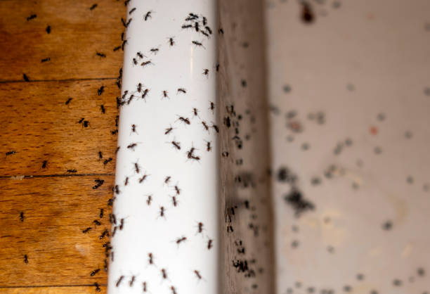 Best Flea Control Services  in Laurium, MI